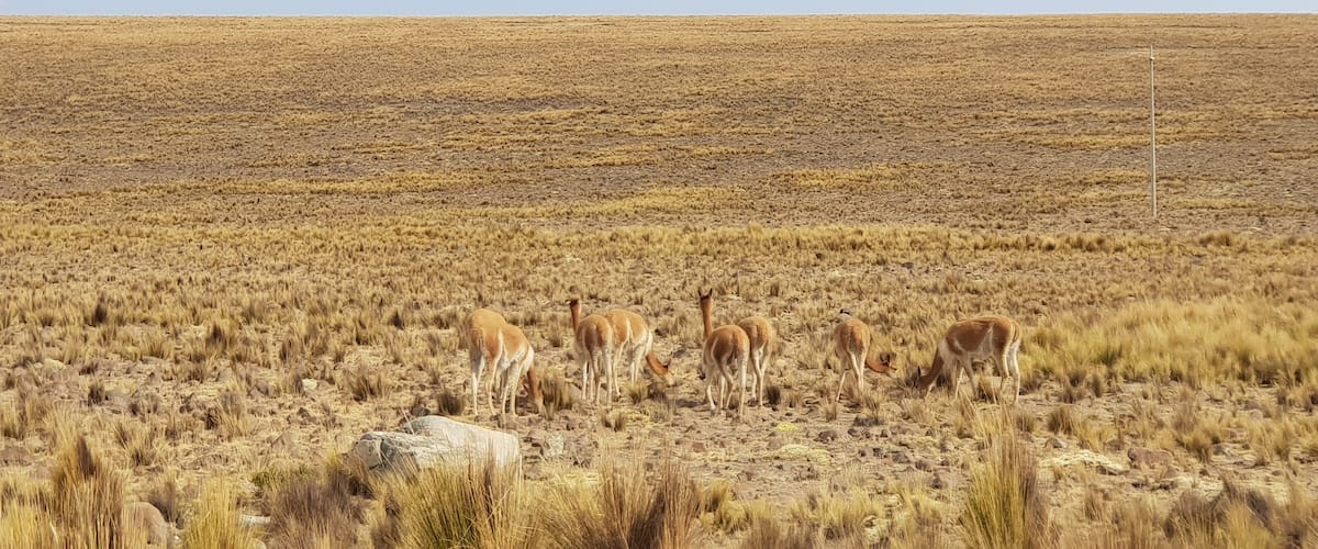 A savanna landscape with scattered rocks and dry grass.