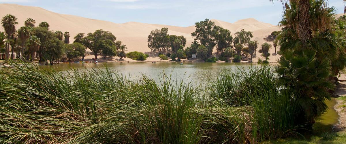 A lake surrounded by palm trees and sand dunes.