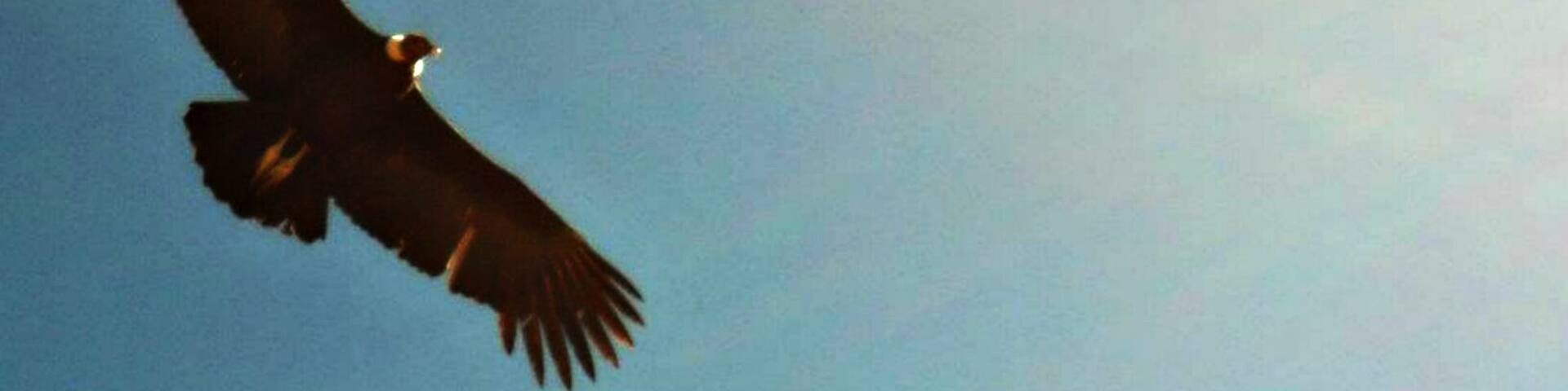 Condor photographed in the Peruvian Andes, in the department of Ayacucho.
#Blue