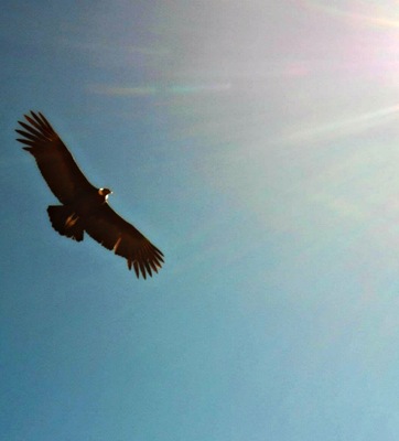 Condor photographed in the Peruvian Andes, in the department of Ayacucho.
#Blue