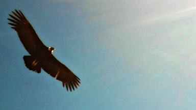 Condor photographed in the Peruvian Andes, in the department of Ayacucho.
#Blue