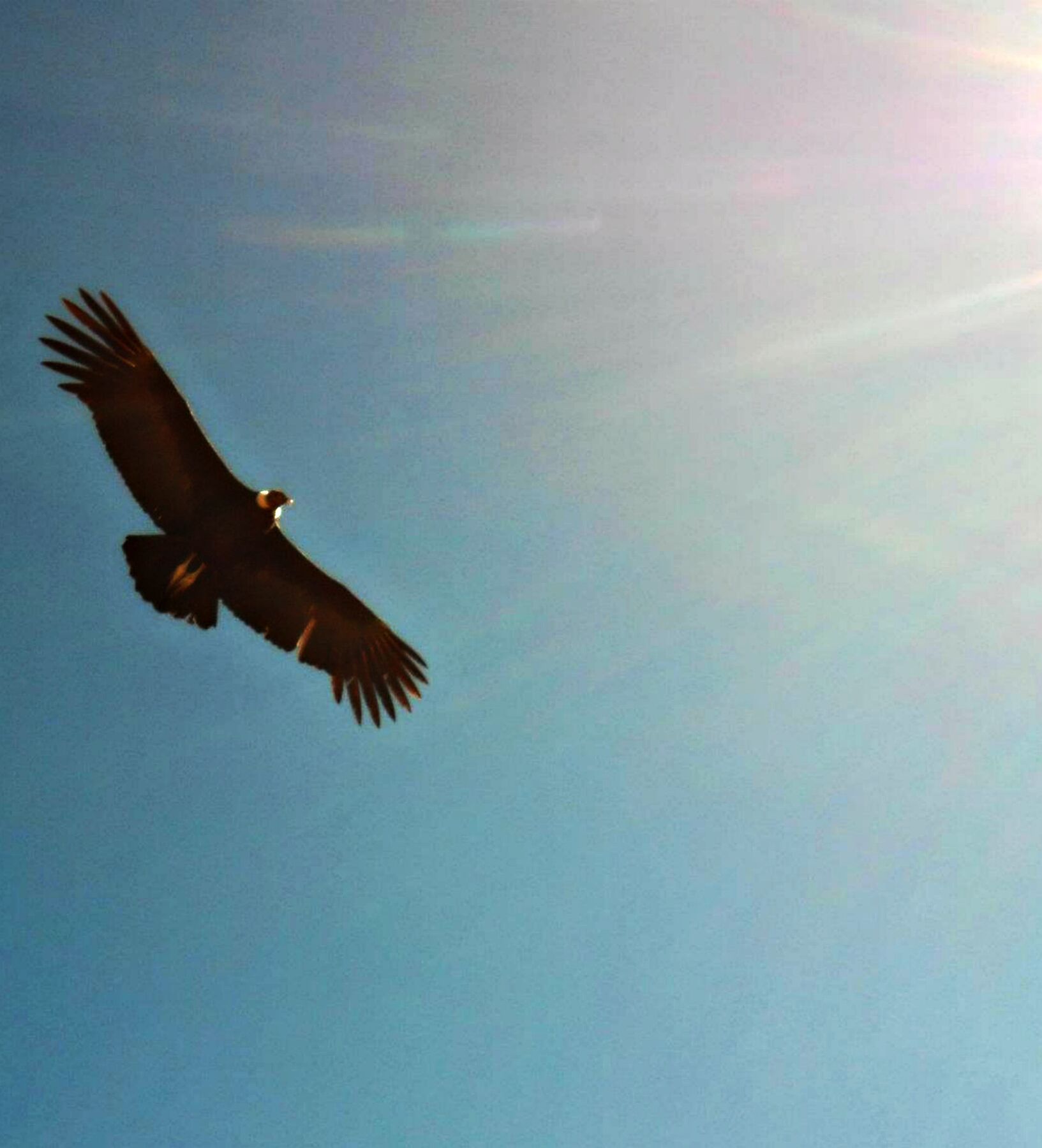 A bird of prey flying against a clear sky.