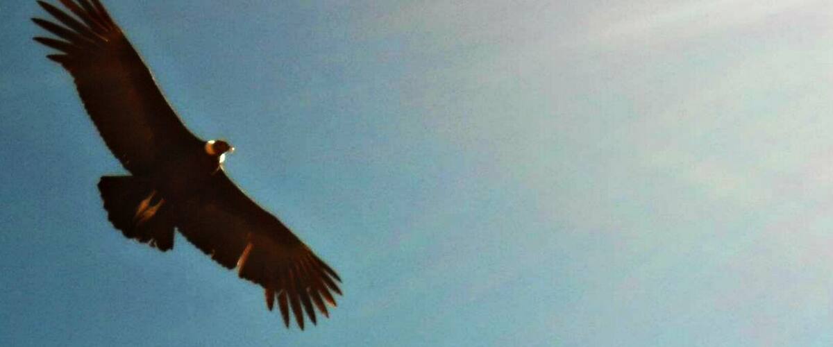A bird of prey flying against a clear sky.