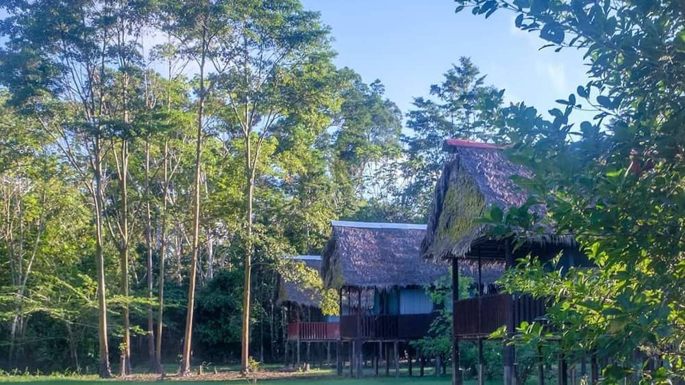 The lodge is 3 hours boat ride from Iquitos, Peru deep in the Amazon & is the perfect spot to experience the real rainforest. Animals were abundant and truly wild unlike some lodges closer to Iquitos which have captive animals.