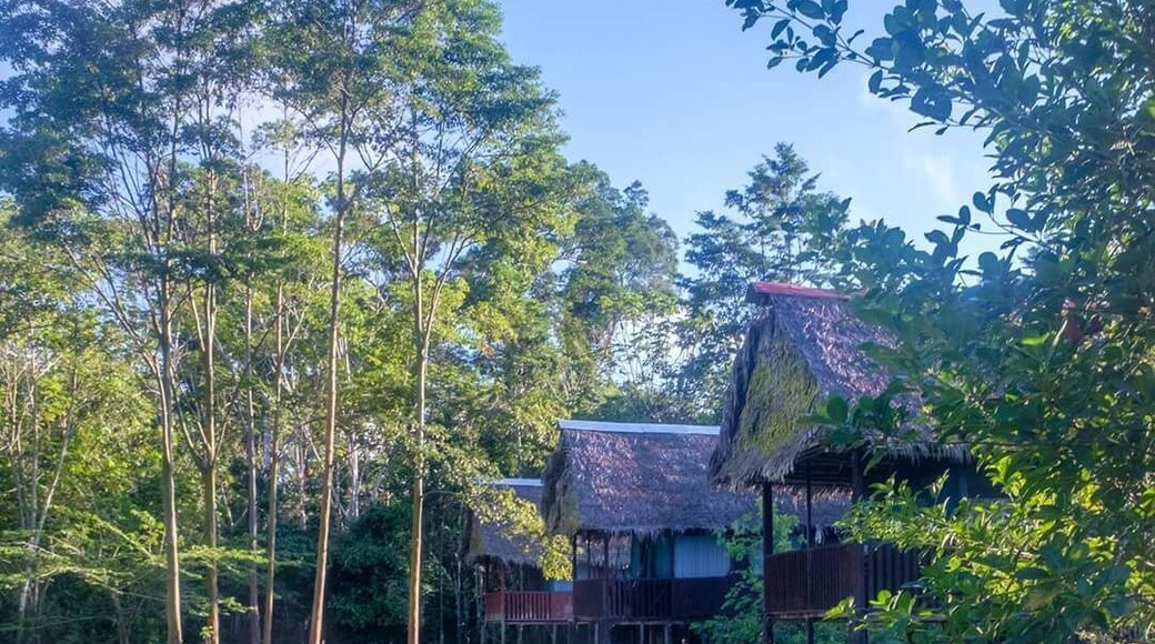 The lodge is 3 hours boat ride from Iquitos, Peru deep in the Amazon & is the perfect spot to experience the real rainforest. Animals were abundant and truly wild unlike some lodges closer to Iquitos which have captive animals.