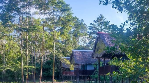 The lodge is 3 hours boat ride from Iquitos, Peru deep in the Amazon & is the perfect spot to experience the real rainforest. Animals were abundant and truly wild unlike some lodges closer to Iquitos which have captive animals.