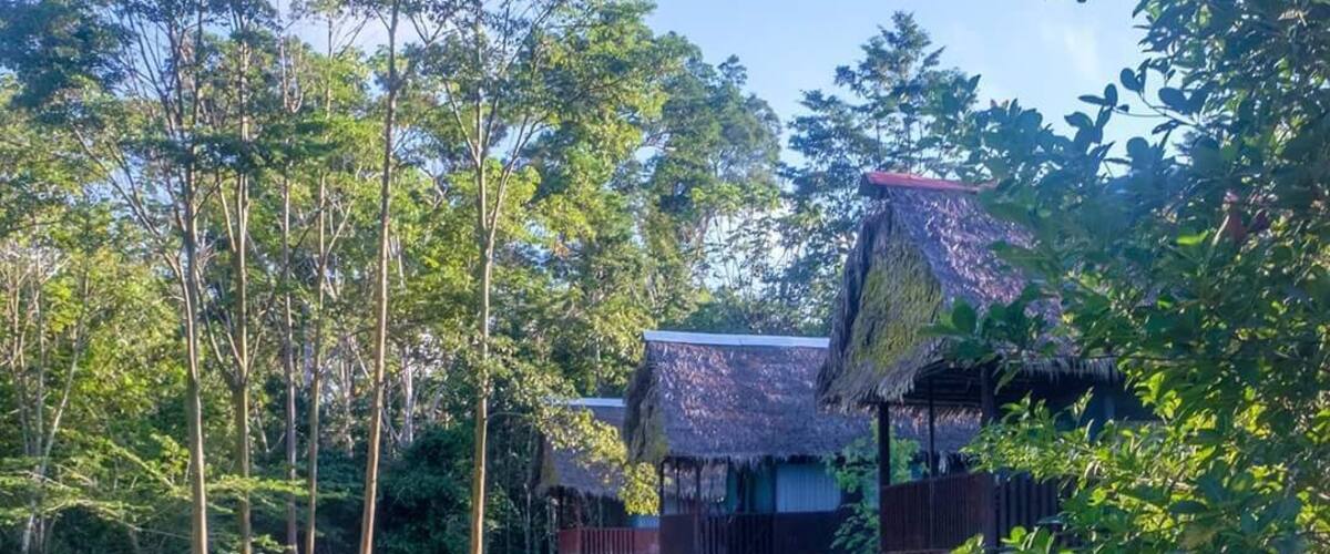 A tropical forest with thatched-roof structures and a clear sky.