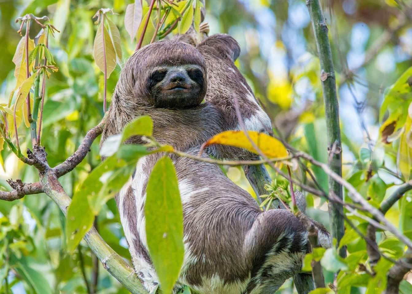 Sloth directly across the river from Curassow Amazon Lodge. In 4 days we saw 15 sloths including mother and baby :)