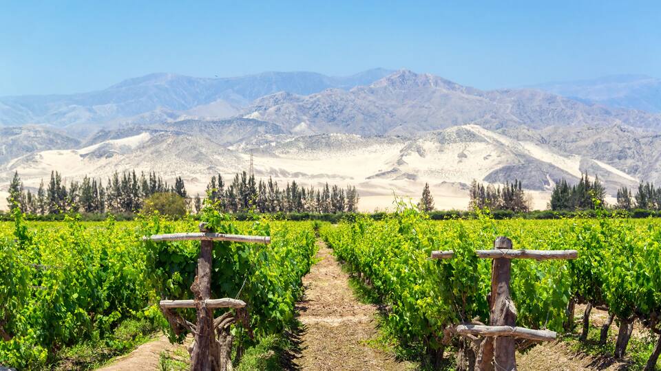A vineyard with rows of grapevines and a dirt path leading through it, set against a backdrop of mountains.