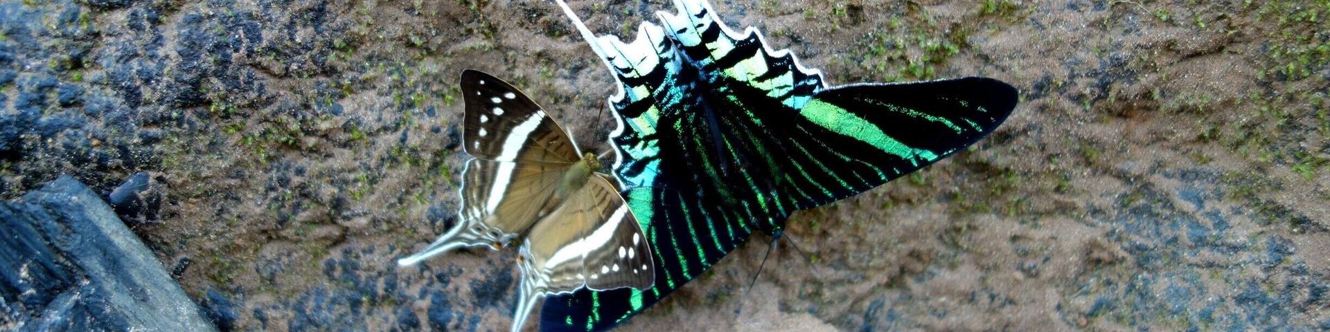 There were more species of butterflies in the Peruvian Amazon rainforest at the Tambopata Research Center than we've ever seen anywhere.
#butterflies #amazon #tambopata #nature #rainforest #peru #welovetoexplore