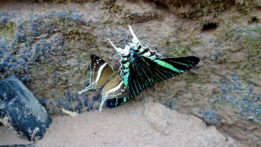 There were more species of butterflies in the Peruvian Amazon rainforest at the Tambopata Research Center than we've ever seen anywhere.
#butterflies #amazon #tambopata #nature #rainforest #peru #welovetoexplore