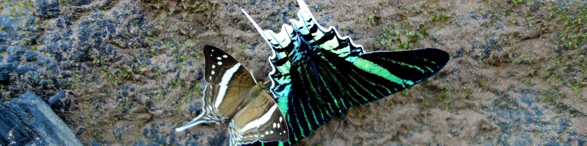 There were more species of butterflies in the Peruvian Amazon rainforest at the Tambopata Research Center than we've ever seen anywhere.
#butterflies #amazon #tambopata #nature #rainforest #peru #welovetoexplore
