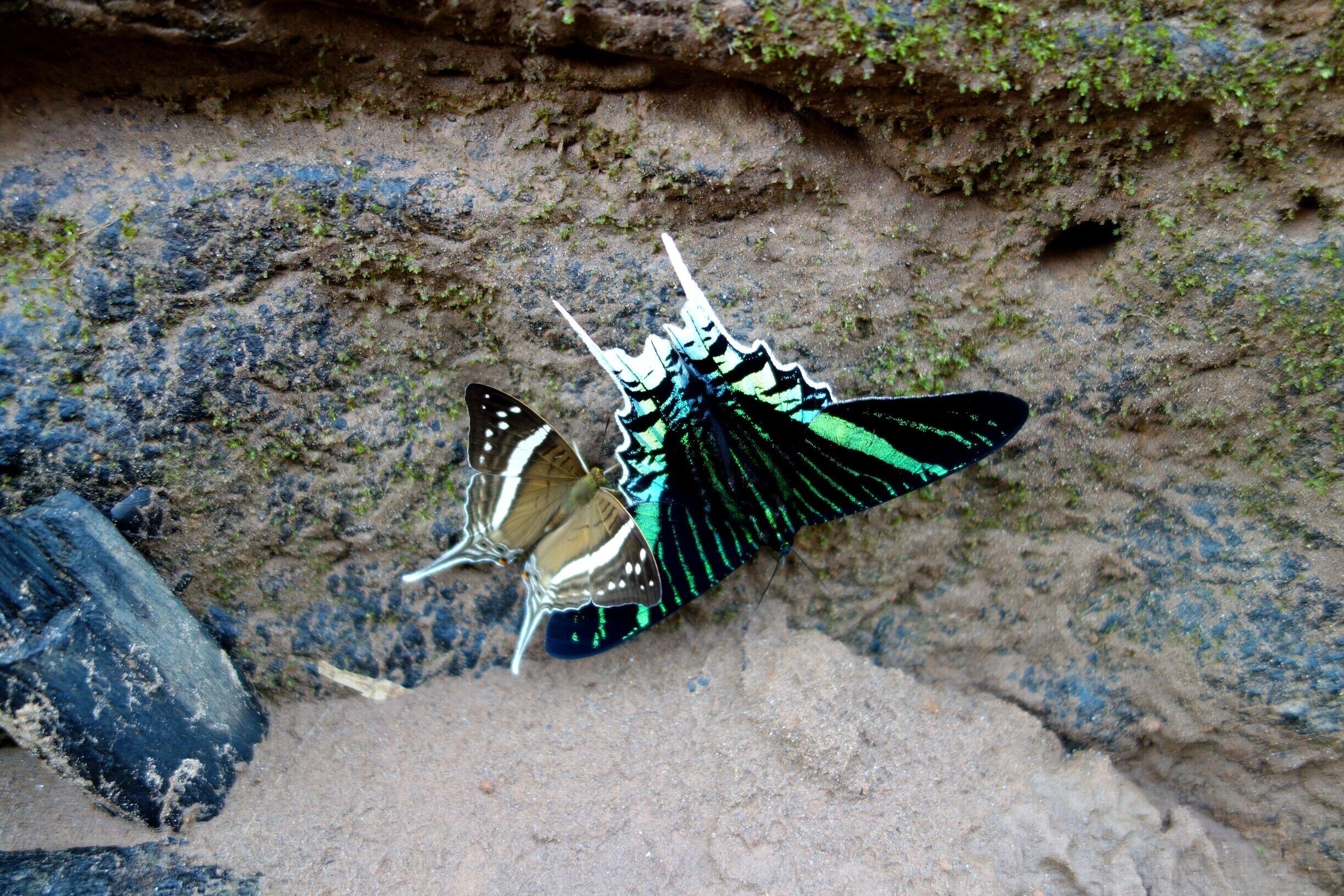 Two butterflies on a rocky surface.