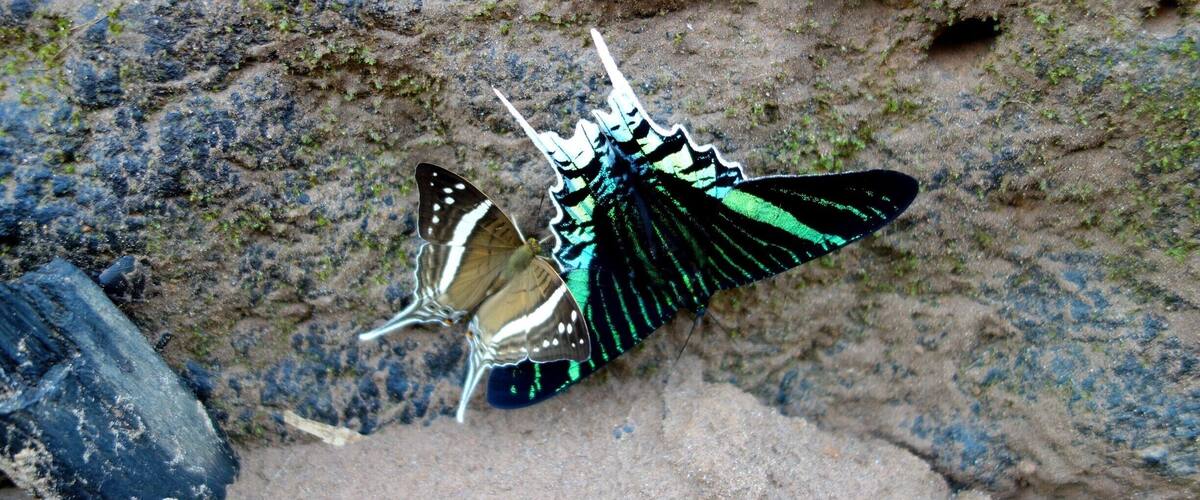 Two butterflies on a rocky surface.
