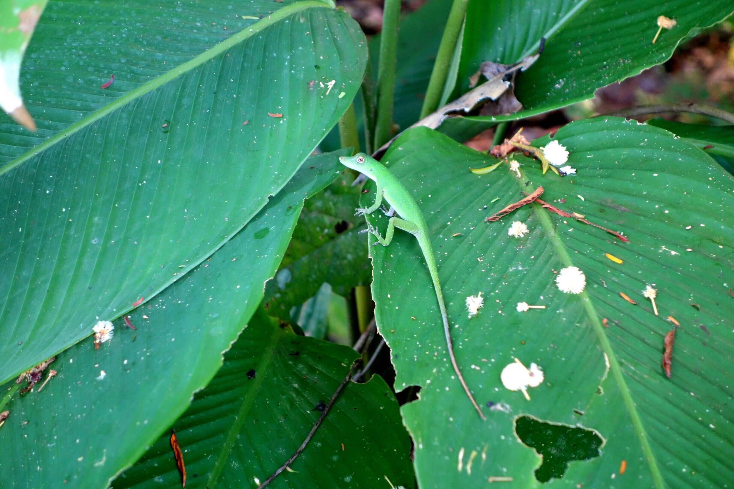 Anoles in the Amazon are much cuter than the ones in Florida! Found this species at the Tambopata Research Center in Peru. Definitely different from what we have in the USA. #anole #lizards #peru #amazon #tambopata #rainforest #welovetoexplore