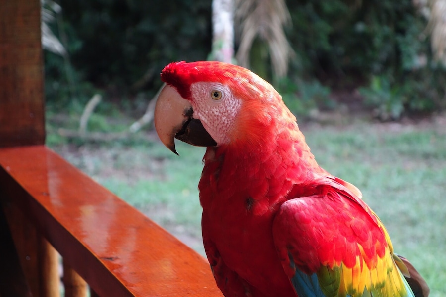 Wild macaws that were originally raised from birth at the Tambopata Research Center like to come back and visit occasionally, and steal pancakes! #tambopata #peru #rainforest #travel #macaw #welovetoexplore