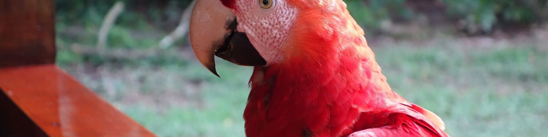 Wild macaws that were originally raised from birth at the Tambopata Research Center like to come back and visit occasionally, and steal pancakes! #tambopata #peru #rainforest #travel #macaw #welovetoexplore