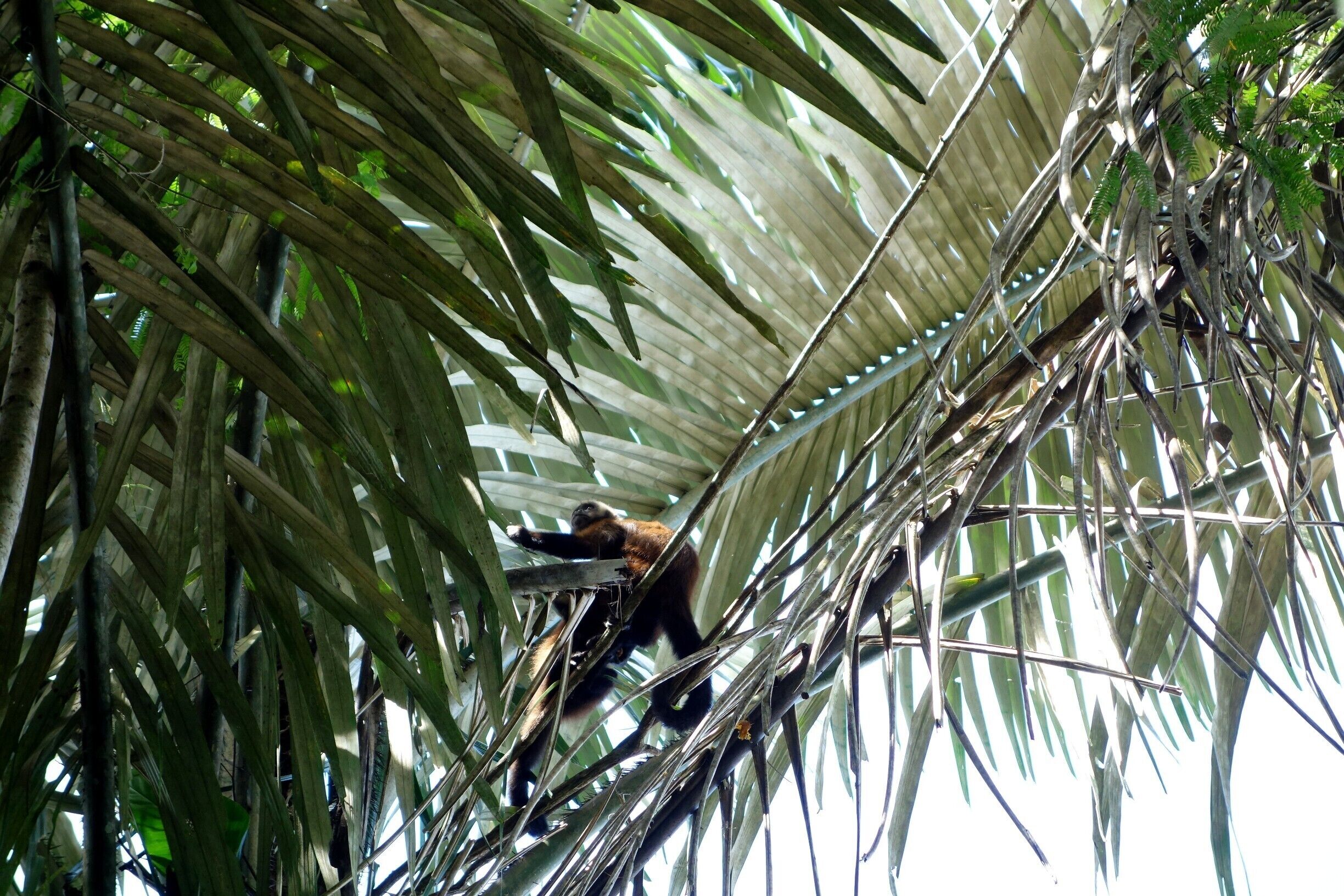 Cappuchin Monkey we stumbled across in the Peruvian Amazon rainforest at the Tambopata Research Center. 

#monkeys #amazon #tambopata #nature #monkey #rainforest #peru #welovetoexplore