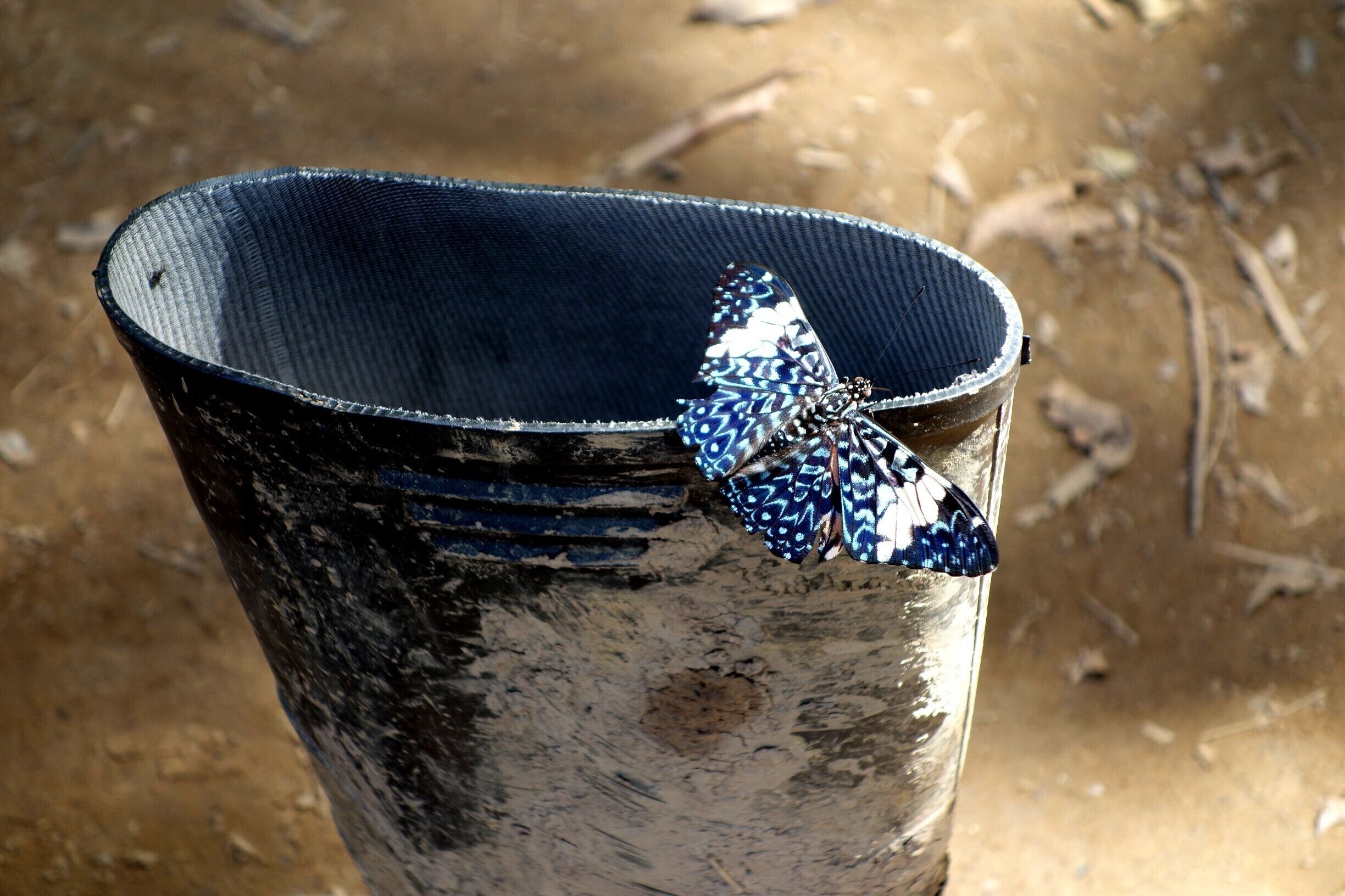 There were more species of butterflies in the Peruvian Amazon rainforest at the Tambopata Research Center than we've ever seen anywhere. 

#butterflies #amazon #tambopata #nature #rainforest #peru #welovetoexplore