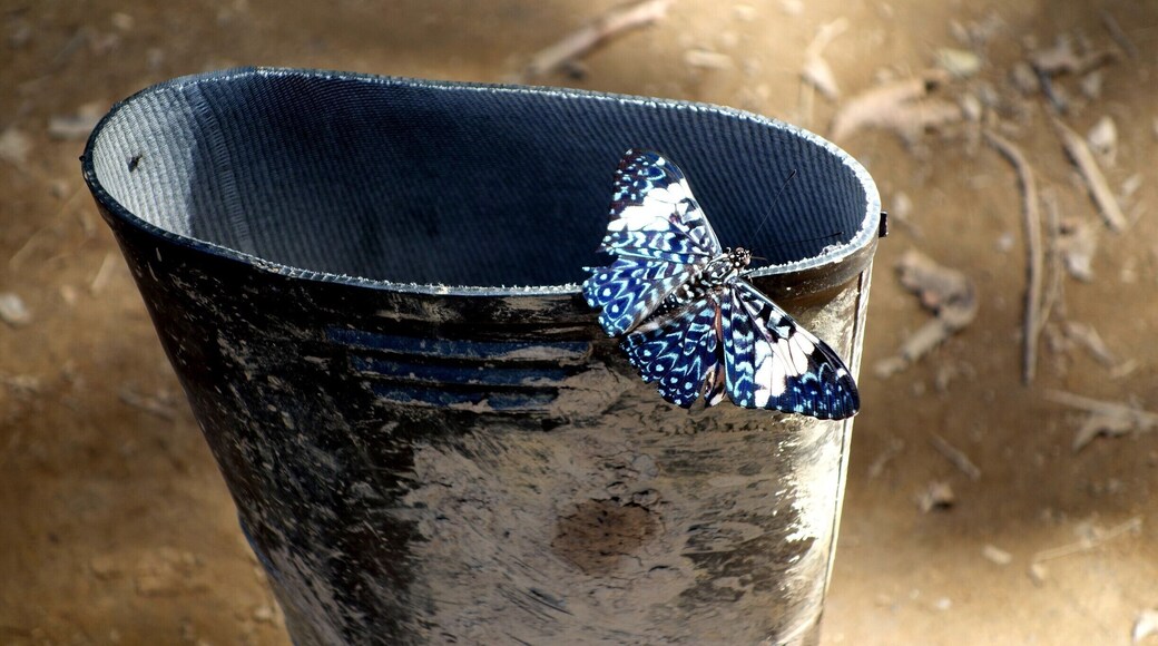 There were more species of butterflies in the Peruvian Amazon rainforest at the Tambopata Research Center than we've ever seen anywhere.
#butterflies #amazon #tambopata #nature #rainforest #peru #welovetoexplore