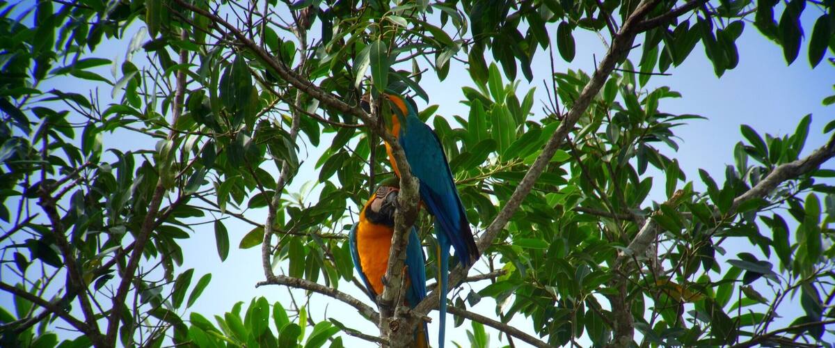 Blue & Yellow Macaws in the Peruvian rainforest near the Tambopata Research Center. It blows my mind how many parrots we saw, and the variety of species.
#mateforlife #macaws #rainforest #peru #tambopata #nature #parrots #birds #welovetoexplore