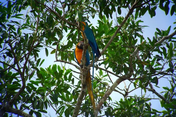 Blue & Yellow Macaws in the Peruvian rainforest near the Tambopata Research Center. It blows my mind how many parrots we saw, and the variety of species.
#mateforlife #macaws #rainforest #peru #tambopata #nature #parrots #birds #welovetoexplore