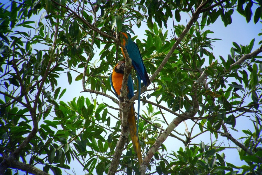 Blue & Yellow Macaws in the Peruvian rainforest near the Tambopata Research Center. It blows my mind how many parrots we saw, and the variety of species.
#mateforlife #macaws #rainforest #peru #tambopata #nature #parrots #birds #welovetoexplore