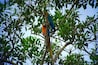 Blue & Yellow Macaws in the Peruvian rainforest near the Tambopata Research Center. It blows my mind how many parrots we saw, and the variety of species.
#mateforlife #macaws #rainforest #peru #tambopata #nature #parrots #birds #welovetoexplore
