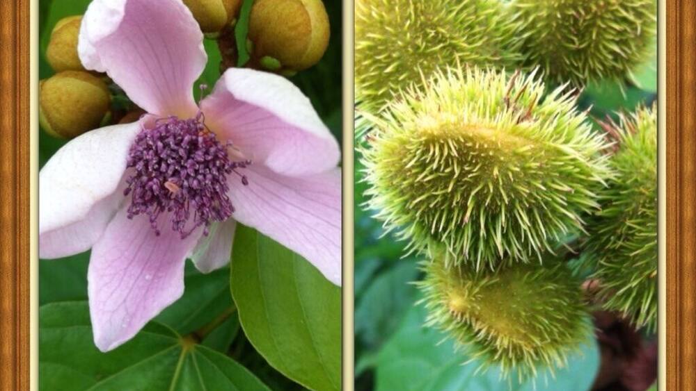 Flor y fruto de Bixa orellana
- Nombre común o vulgar: Achiote, Bija, Achiotillo, Achote, Analto, Anate, Bijo, Biza, Bizo, Onote
- Familia: Bixaceae.
- Origen: América tropical.
- El achiote es un árbol de rápido crecimiento.
- De las semillas se obtiene un colorante llamado bixina que es de color amarillo fuerte o anaranjado, y se puede utilizar para dar color a los alimentos.
- Las semillas se industrializan para extraer el colorante y comercializarlo en forma de pasta o de extracto líquido.
- Los prinicipales países consumidores son Estados Unidos, Venezuela, Puerto Rico, Colombia, México y Argentina.
- La producción de achiote se obtiene en verano y otoño (en el Hemisferio Norte sería entre los meses de Agosto a Diciembre).
- Se cultiva en zonas de clima húmedo y cálido.
- Produce fruto en abundancia.
- Requiere de poco cuidados en el cultivo.