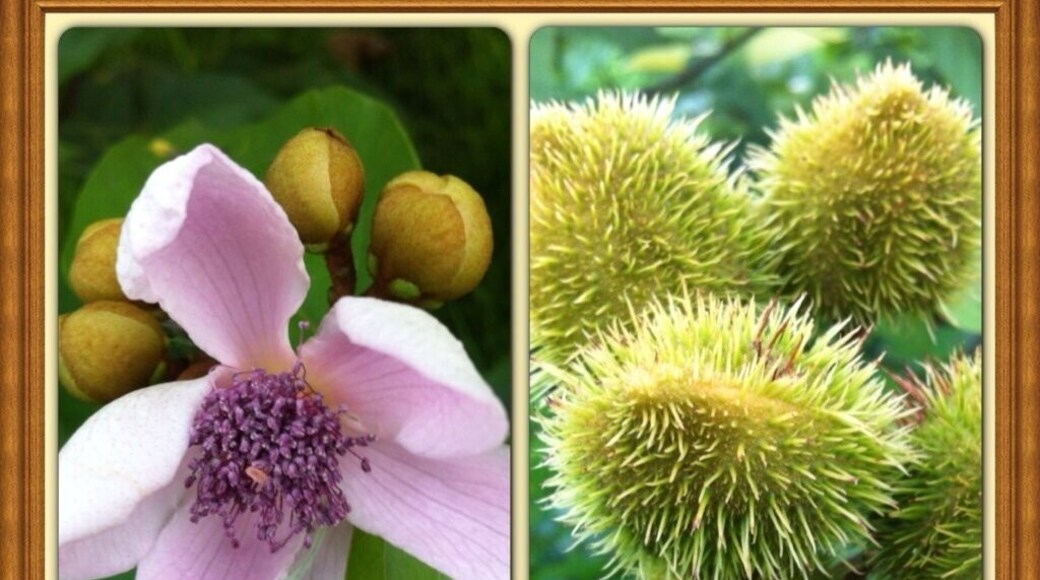 Flor y fruto de Bixa orellana
- Nombre común o vulgar: Achiote, Bija, Achiotillo, Achote, Analto, Anate, Bijo, Biza, Bizo, Onote
- Familia: Bixaceae.
- Origen: América tropical.
- El achiote es un árbol de rápido crecimiento.
- De las semillas se obtiene un colorante llamado bixina que es de color amarillo fuerte o anaranjado, y se puede utilizar para dar color a los alimentos.
- Las semillas se industrializan para extraer el colorante y comercializarlo en forma de pasta o de extracto líquido.
- Los prinicipales países consumidores son Estados Unidos, Venezuela, Puerto Rico, Colombia, México y Argentina.
- La producción de achiote se obtiene en verano y otoño (en el Hemisferio Norte sería entre los meses de Agosto a Diciembre).
- Se cultiva en zonas de clima húmedo y cálido.
- Produce fruto en abundancia.
- Requiere de poco cuidados en el cultivo.