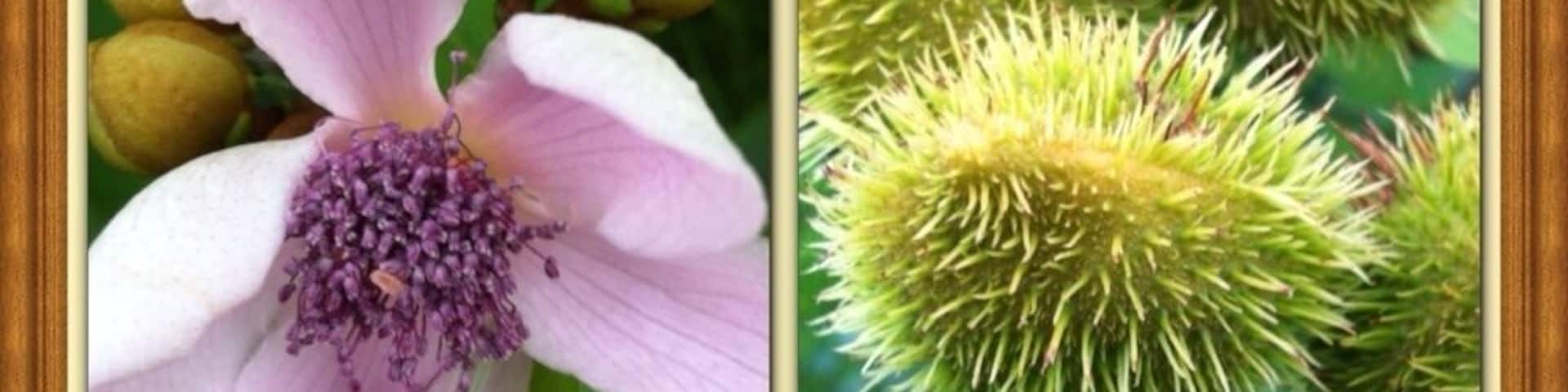 Flor y fruto de Bixa orellana
- Nombre común o vulgar: Achiote, Bija, Achiotillo, Achote, Analto, Anate, Bijo, Biza, Bizo, Onote
- Familia: Bixaceae.
- Origen: América tropical.
- El achiote es un árbol de rápido crecimiento.
- De las semillas se obtiene un colorante llamado bixina que es de color amarillo fuerte o anaranjado, y se puede utilizar para dar color a los alimentos.
- Las semillas se industrializan para extraer el colorante y comercializarlo en forma de pasta o de extracto líquido.
- Los prinicipales países consumidores son Estados Unidos, Venezuela, Puerto Rico, Colombia, México y Argentina.
- La producción de achiote se obtiene en verano y otoño (en el Hemisferio Norte sería entre los meses de Agosto a Diciembre).
- Se cultiva en zonas de clima húmedo y cálido.
- Produce fruto en abundancia.
- Requiere de poco cuidados en el cultivo.