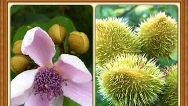 Flor y fruto de Bixa orellana
- Nombre común o vulgar: Achiote, Bija, Achiotillo, Achote, Analto, Anate, Bijo, Biza, Bizo, Onote
- Familia: Bixaceae.
- Origen: América tropical.
- El achiote es un árbol de rápido crecimiento.
- De las semillas se obtiene un colorante llamado bixina que es de color amarillo fuerte o anaranjado, y se puede utilizar para dar color a los alimentos.
- Las semillas se industrializan para extraer el colorante y comercializarlo en forma de pasta o de extracto líquido.
- Los prinicipales países consumidores son Estados Unidos, Venezuela, Puerto Rico, Colombia, México y Argentina.
- La producción de achiote se obtiene en verano y otoño (en el Hemisferio Norte sería entre los meses de Agosto a Diciembre).
- Se cultiva en zonas de clima húmedo y cálido.
- Produce fruto en abundancia.
- Requiere de poco cuidados en el cultivo.