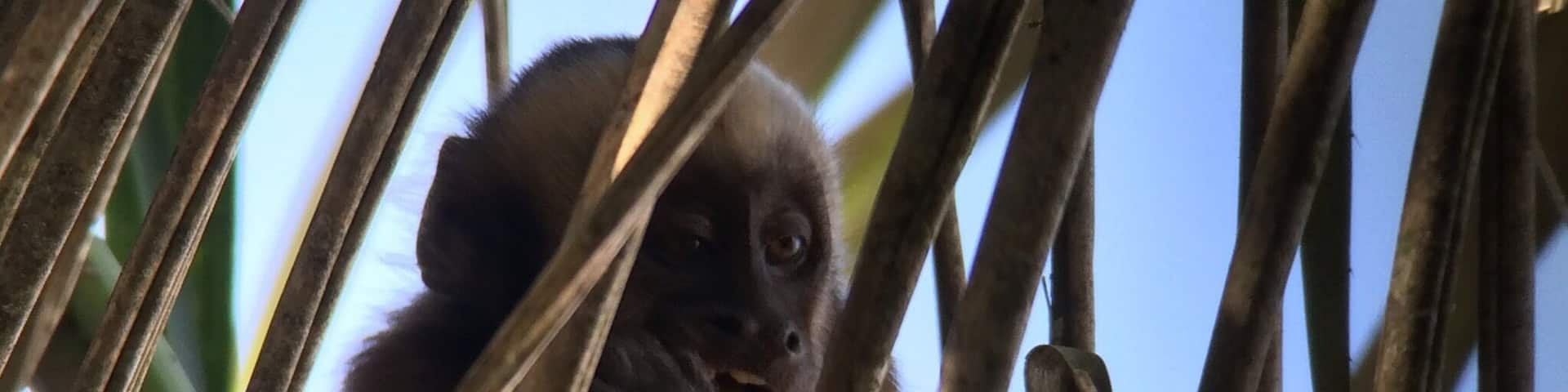 We spotted this cute little Brown Capuchin Monkey having an afternoon snack during one of our walks in the Tambopata rainforest. #tambopata #peru #monkey #travel #welovetoexplore