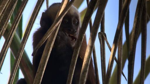 We spotted this cute little Brown Capuchin Monkey having an afternoon snack during one of our walks in the Tambopata rainforest. #tambopata #peru #monkey #travel #welovetoexplore