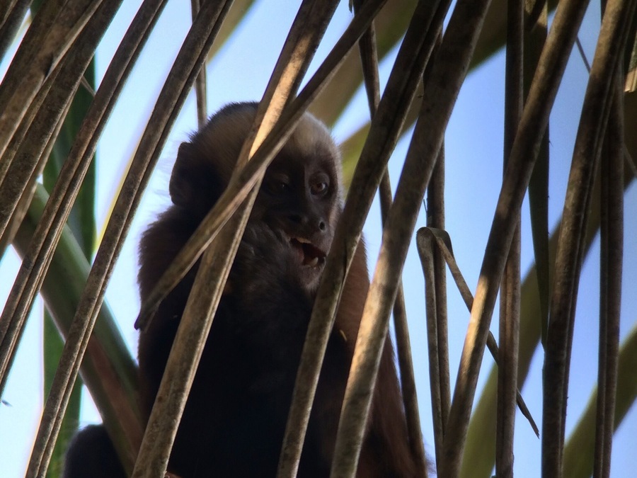 We spotted this cute little Brown Capuchin Monkey having an afternoon snack during one of our walks in the Tambopata rainforest. #tambopata #peru #monkey #travel #welovetoexplore