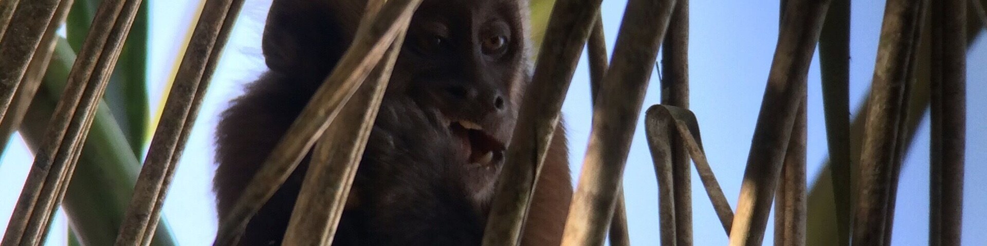 We spotted this cute little Brown Capuchin Monkey having an afternoon snack during one of our walks in the Tambopata rainforest. #tambopata #peru #monkey #travel #welovetoexplore