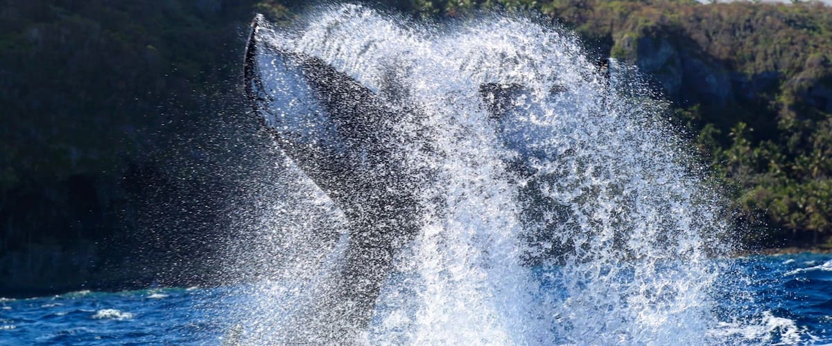 A whale breaching the ocean surface with a mountainous coastline in the background.