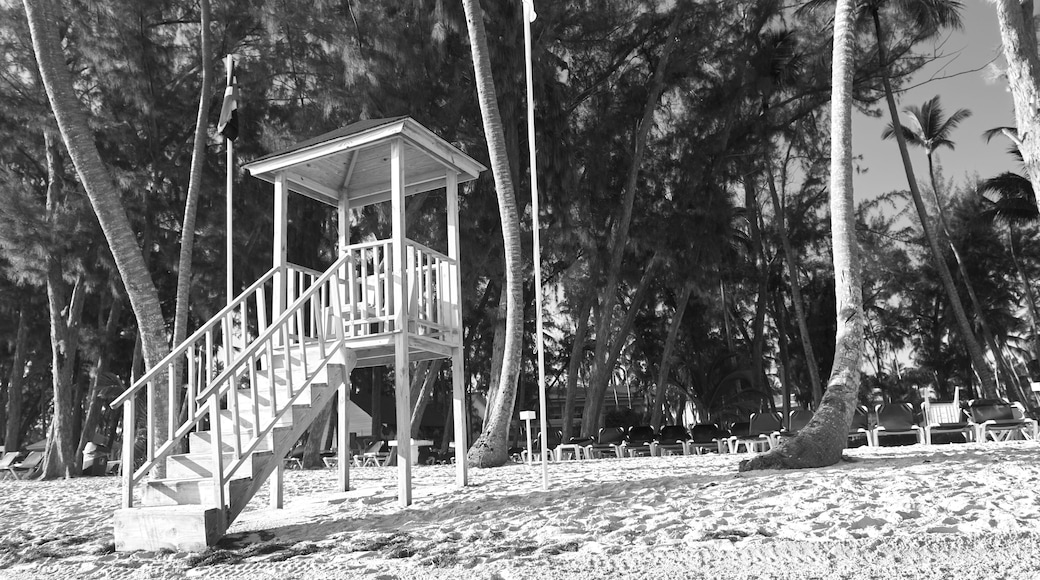 Eine hölzerne Strandkonstruktion mit einer Treppe, umgeben von hohen Palmen.