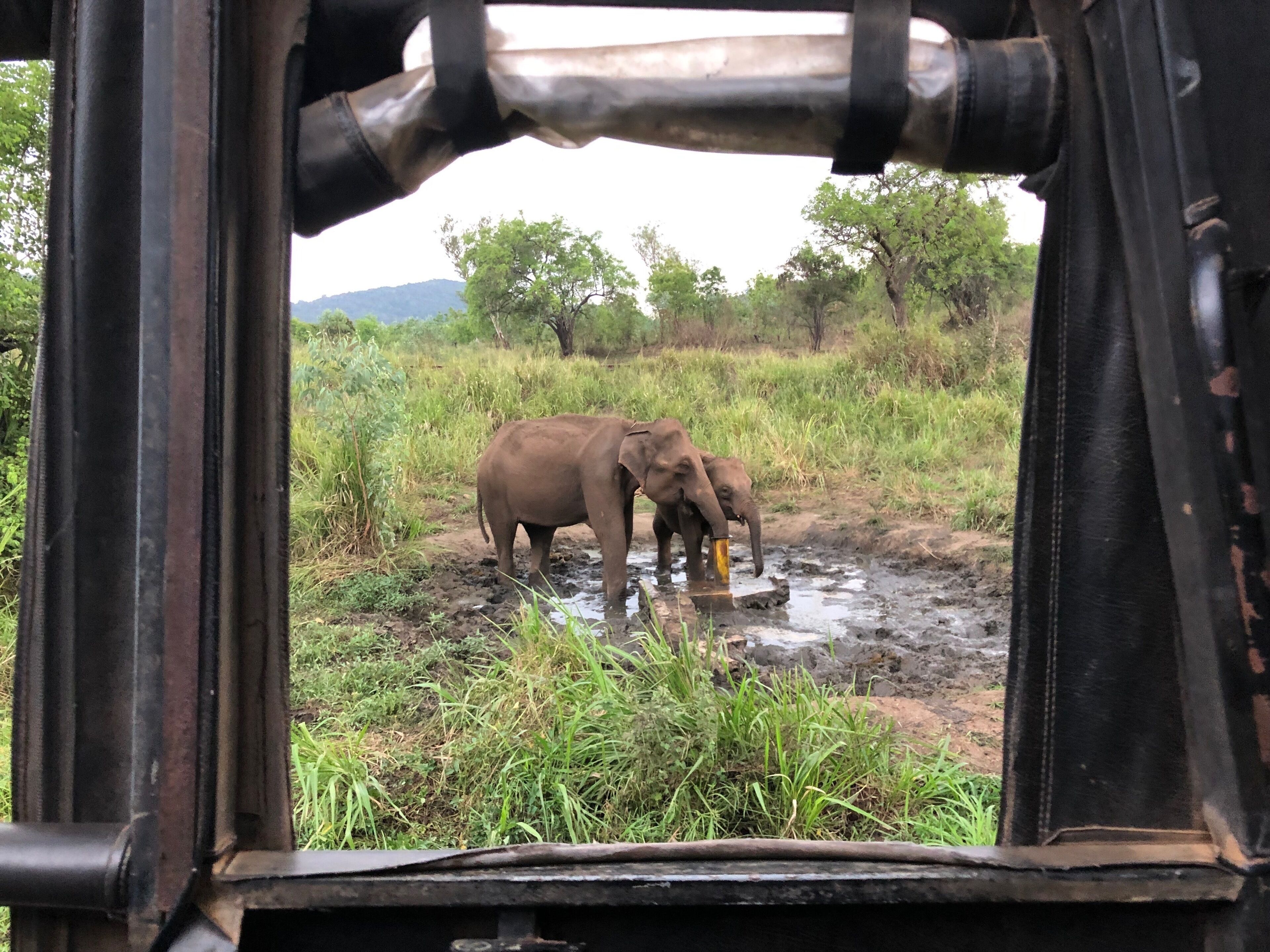 Wild elephants driving from the well tap
