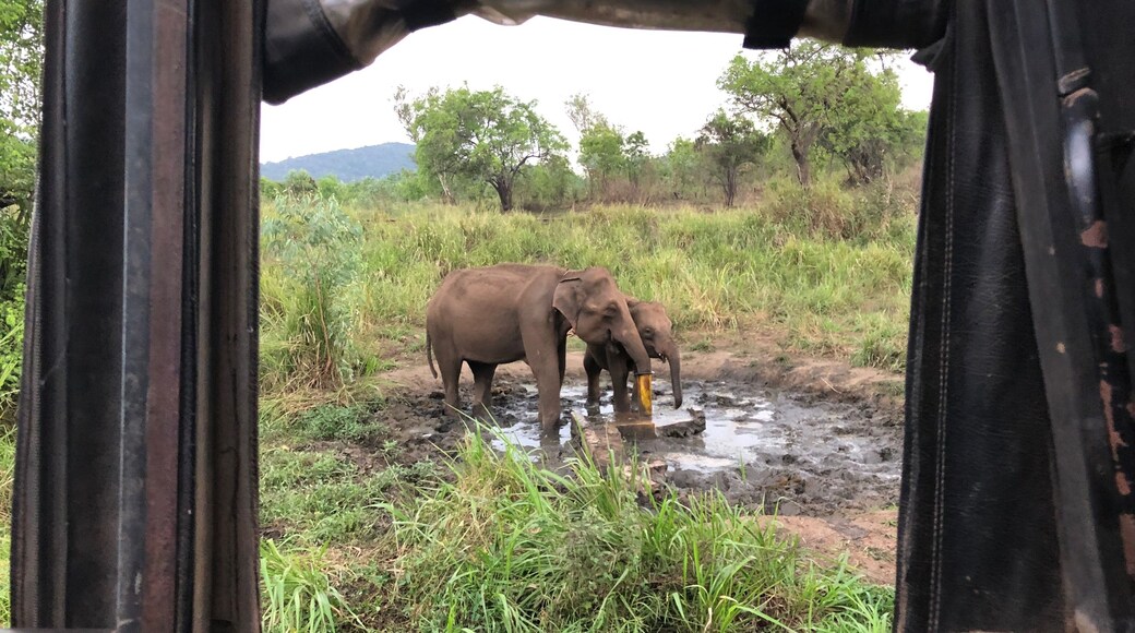 Wild elephants driving from the well tap