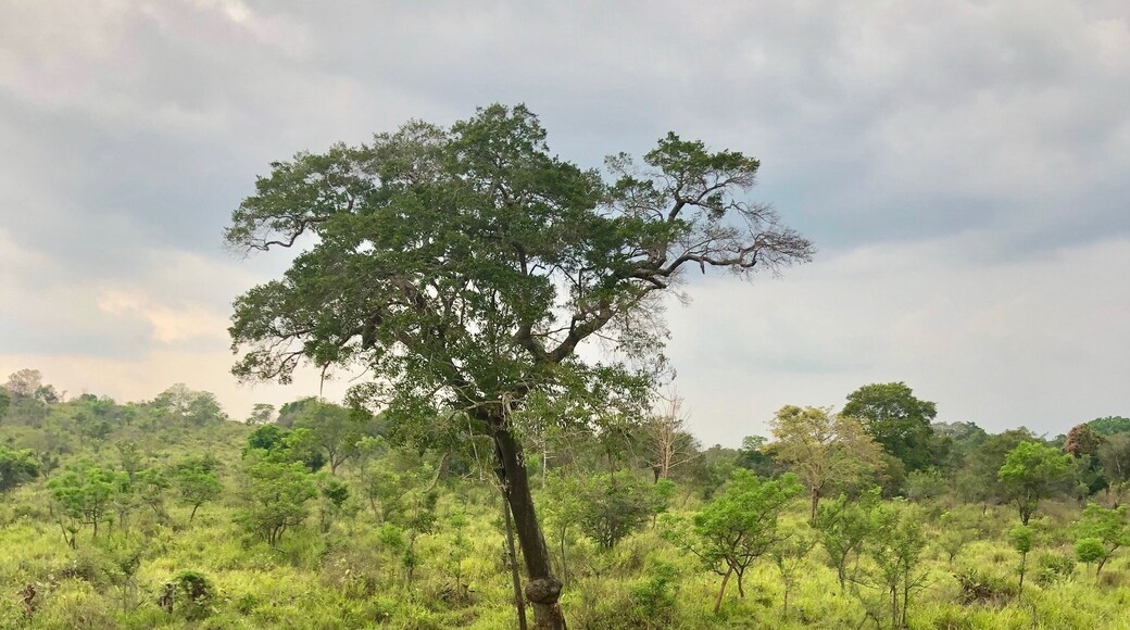 Enjoying wild elephants in their natural habitats in Hurulu Eco Park