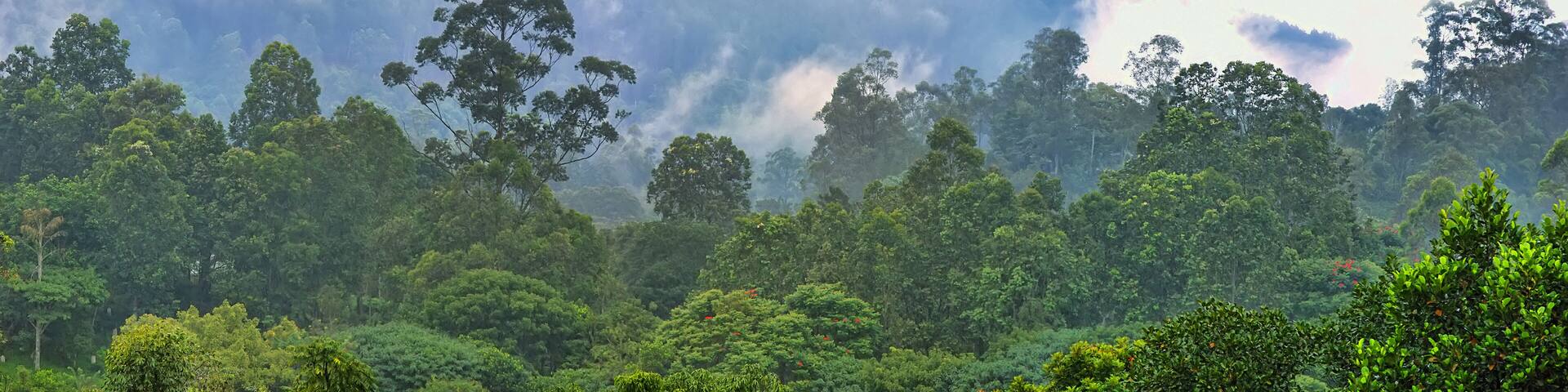 Tropical jungle in cloud haze