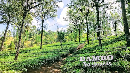 Absolutely stunning scenery as you drive through the tea fields between Kandy and Nuwara Eliya.