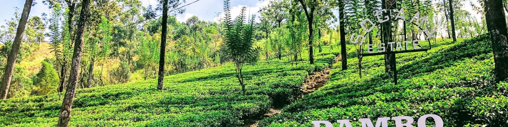 Absolutely stunning scenery as you drive through the tea fields between Kandy and Nuwara Eliya.