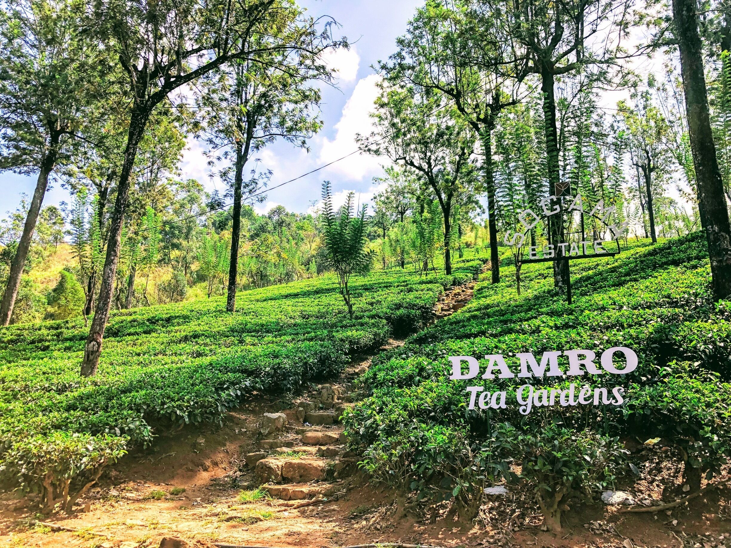 A lush tea garden with terraced rows of tea plants, surrounded by tall trees and a clear sky.