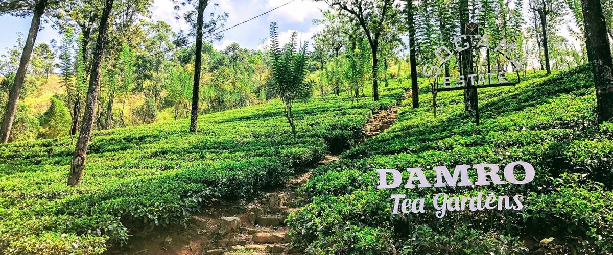 A lush tea garden with terraced rows of tea plants, surrounded by tall trees and a clear sky.