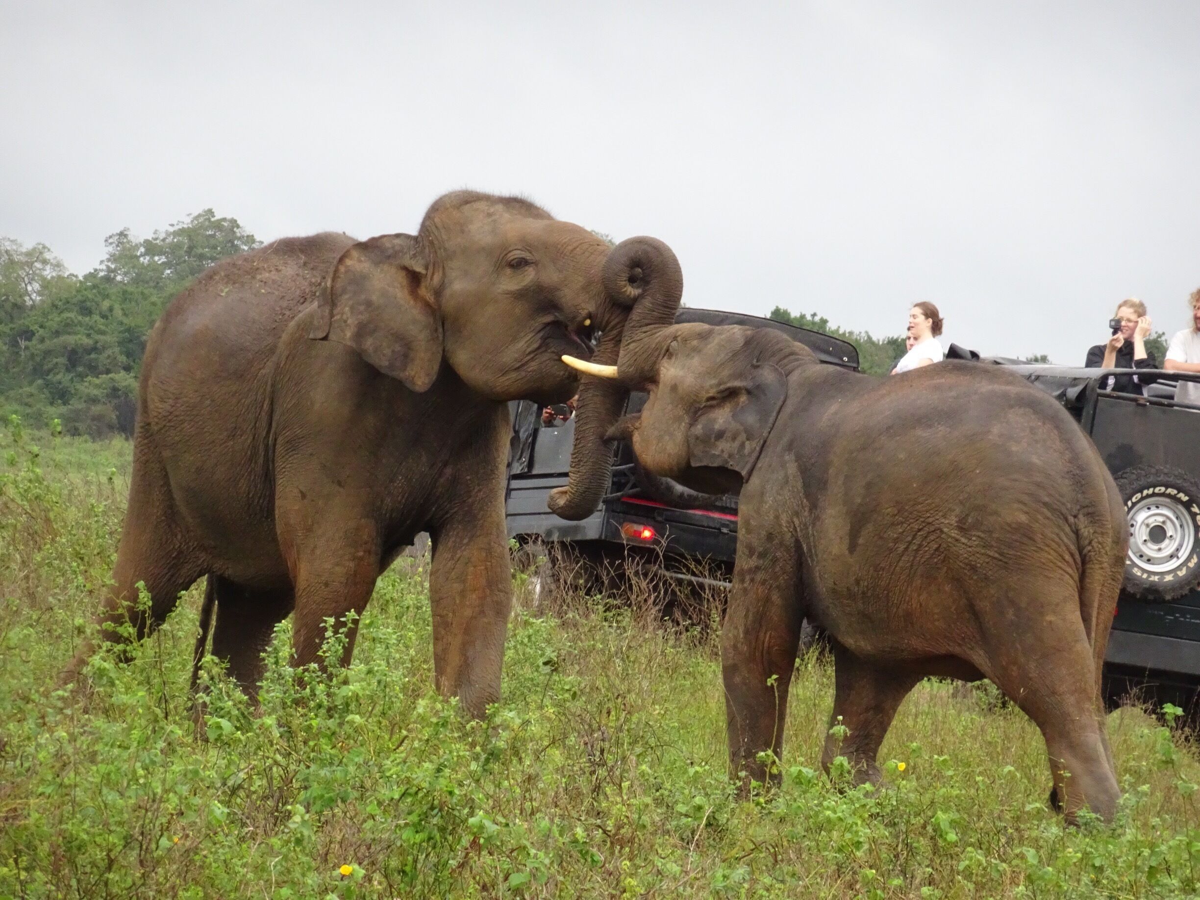 Hundreds of elephants but also a lot of tourists , still worth a visit . 