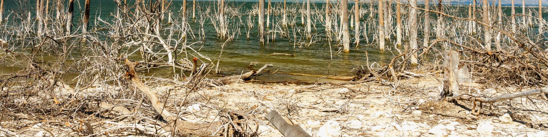 salt lake, the trunks of the trees without leaves in the water, Lake Enriquillo