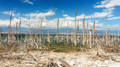 Leito de lago seco com árvores altas e mortas e céu azul límpido.