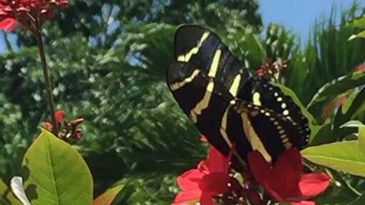 Enchanted garden in Estancia Nueva.